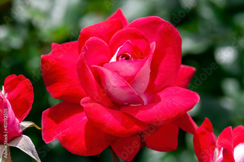 Rose Molly McGredy, (rosa) a floribunda spring summer flowering plant with an red white  summertime flower, stock photo image photo