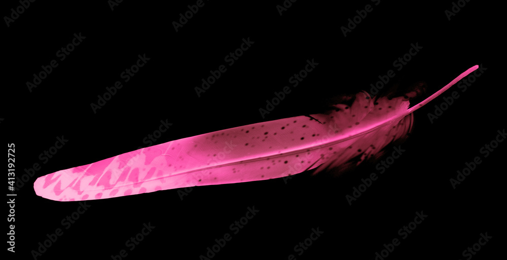 Beautiful color feather isolated on black background Beautiful color feather isolated on black background