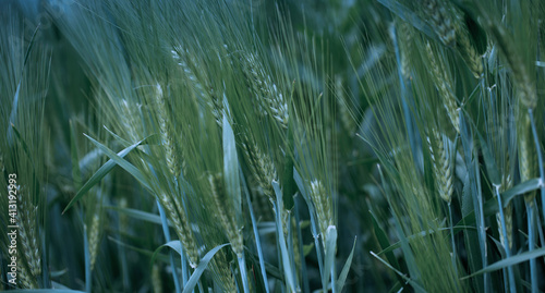Young green ears of wheat. Natural background.