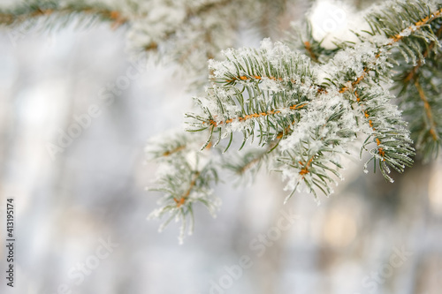 Brunch of pine tree covered with fresh snow