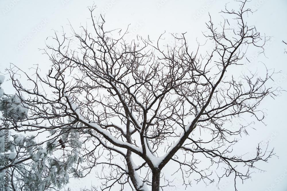 Horizontal view of scenic snow nature postcard with copyspace. Trees branches covered with white snow in winter. Christmas seasonal cold weather concept. Horizontal view of scenic snow nature postcard with copyspace. Trees branches covered with white snow in winter. Christmas seasonal cold weather concept.
