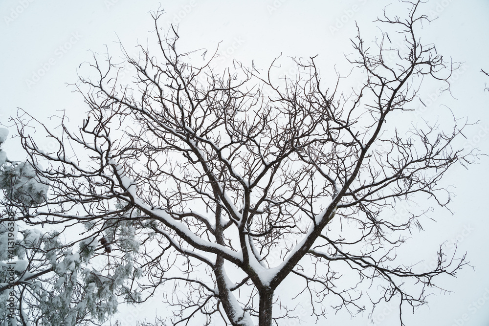 Horizontal view of scenic snow nature postcard with copyspace. Trees branches covered with white snow in winter. Christmas seasonal cold weather concept.