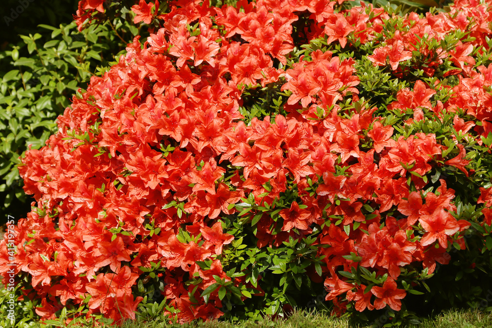 Naklejka premium Rhododendron nakahara (Rhododendron nakaharae) it is a low shrub, grows in northern Taiwan at 300-800 m. Plant evergreen, ground cover, flowers very large, strong orange, flowering is June, July.
