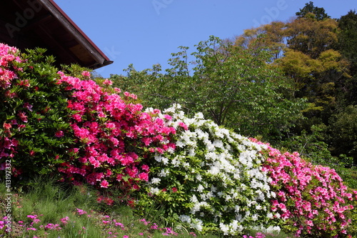 Wallpaper Mural 公園のツツジ Torontodigital.ca