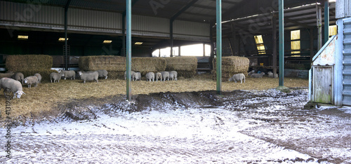 Sheep feeding under a barn in winter