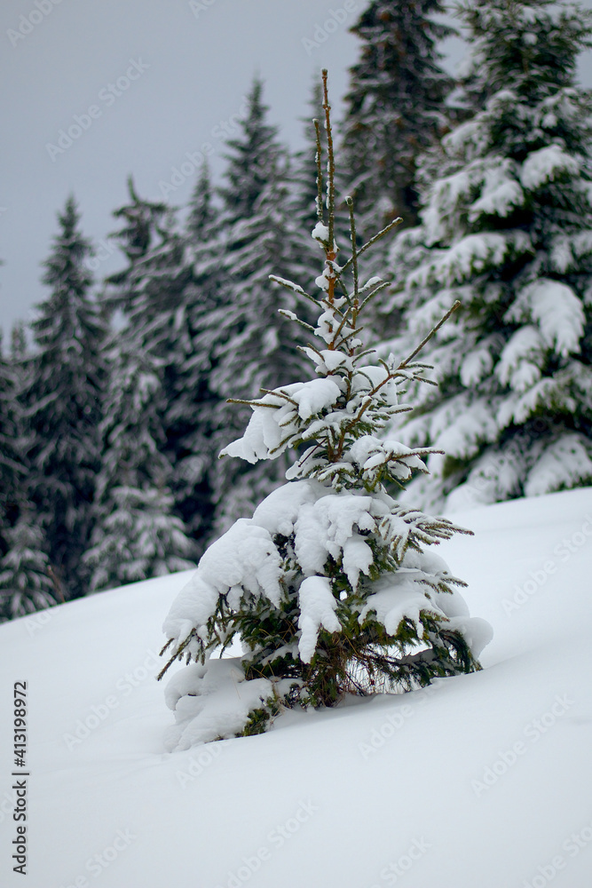 Obraz premium Carpathian woods