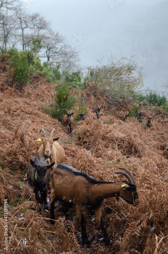 Group of goats in the mountain with snow La Rioja Spain