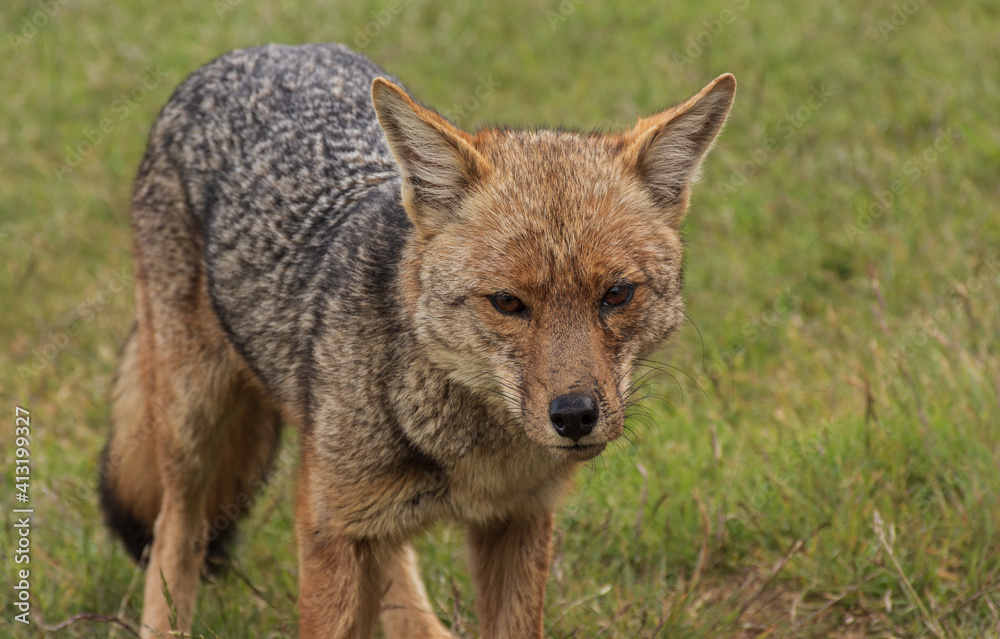 Close-up view of South American gray fox in Los Alerces National Park, Patagonia, Argentina