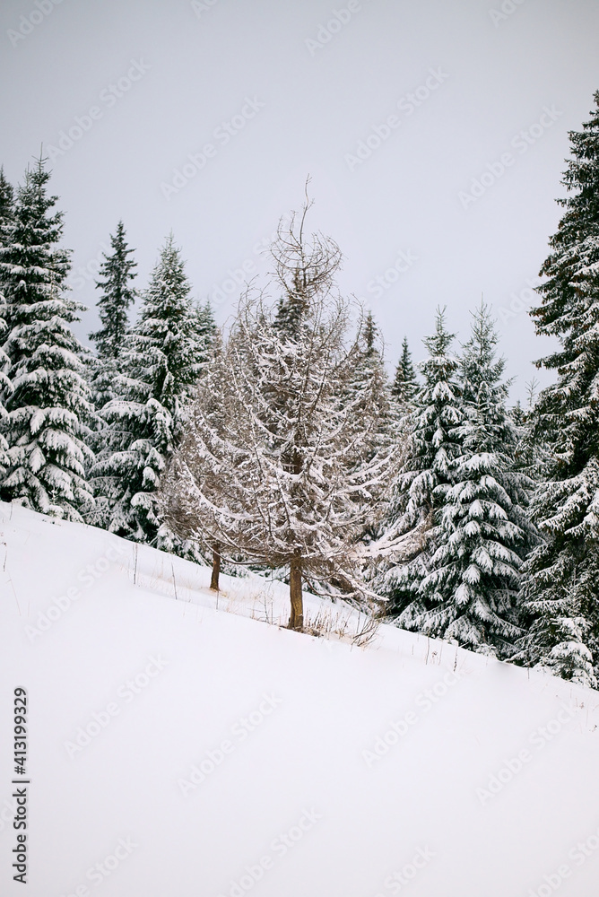 Obraz premium Carpathian woods