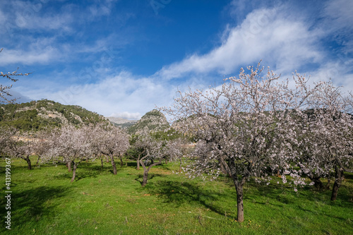 almond blossom, Caimari, Mallorca, Balearic Islands, Spain