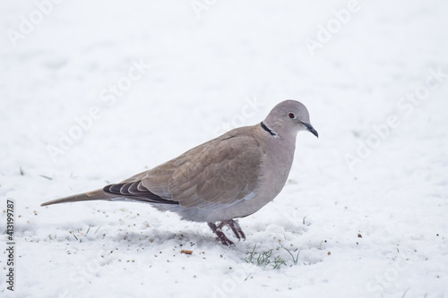 Pigeon bird in the snow