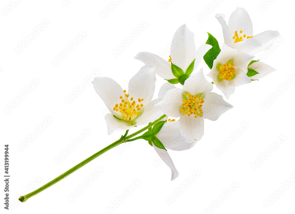 Obraz premium Jasmine flowers isolated on white background