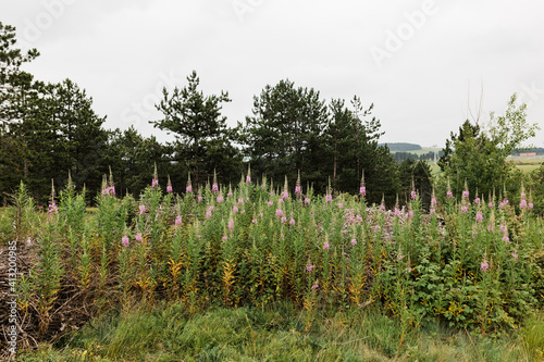 Fototapeta Naklejka Na Ścianę i Meble -  Wild flowers on the meadow in the mountain 