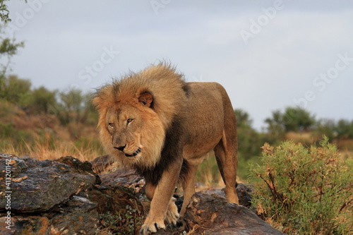 Fototapeta Naklejka Na Ścianę i Meble -  Wildlife Scenes from Namibian nature