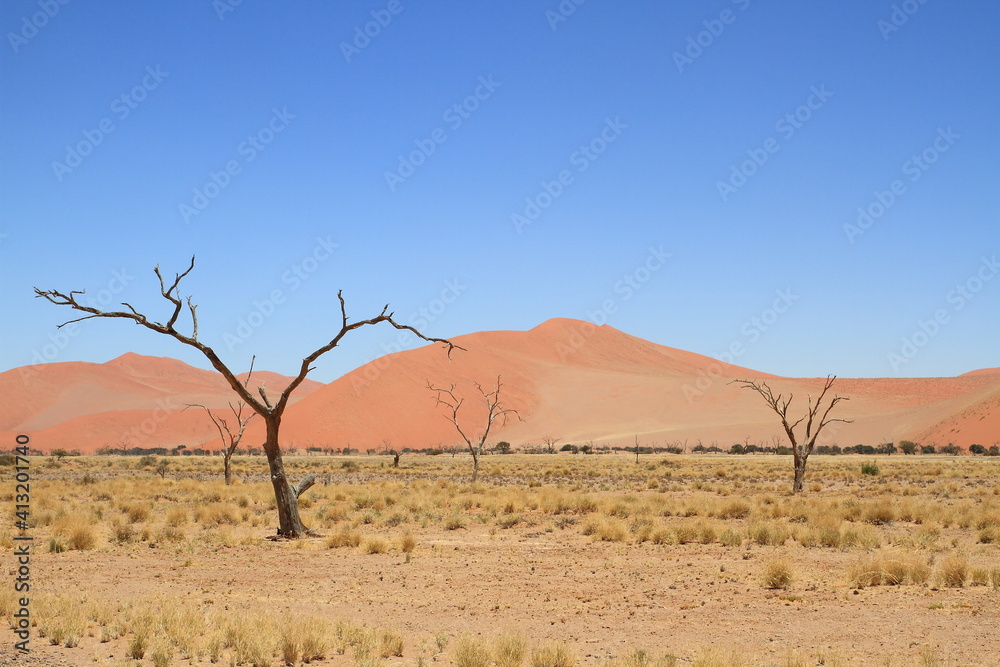 Namibia Sossusvlei environment dead tree in desert