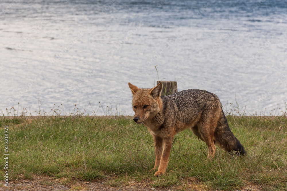 Obraz premium Close-up view of South American gray fox in Los Alerces National Park, Patagonia, Argentina
