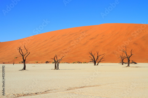 Namibia Sossusvlei environment dead tree in desert