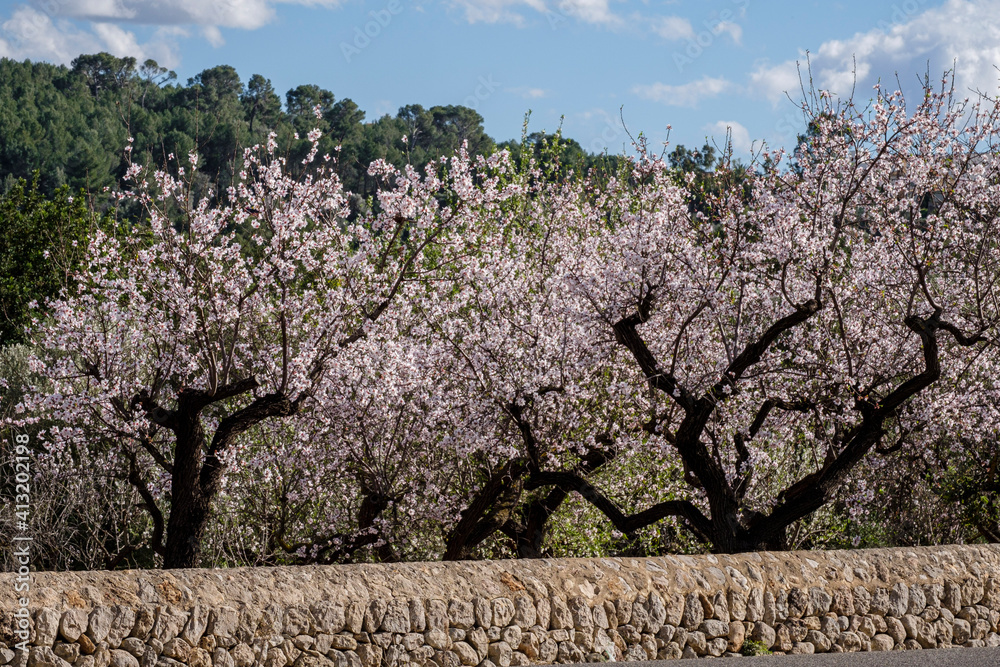 flowering almond tree, Bunyola, Mallorca, Balearic Islands, Spain flowering almond tree, Bunyola, Mallorca, Balearic Islands, Spain