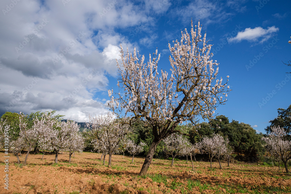 flowering almond tree, Bunyola, Mallorca, Balearic Islands, Spain flowering almond tree, Bunyola, Mallorca, Balearic Islands, Spain