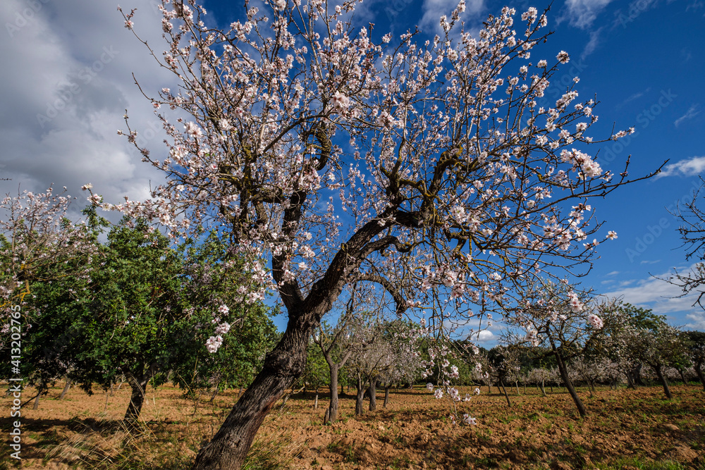 flowering almond tree, Bunyola, Mallorca, Balearic Islands, Spain flowering almond tree, Bunyola, Mallorca, Balearic Islands, Spain