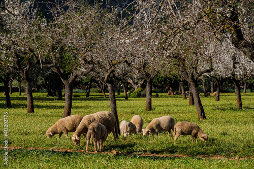 Fototapeta Naklejka Na Ścianę i Meble -  herd of lambs grazing, Bunyola, Mallorca, Balearic Islands, Spain