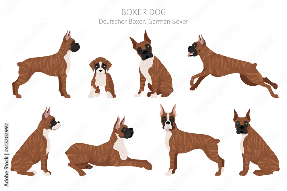 Boxer dog clipart. Different poses, coat colors set