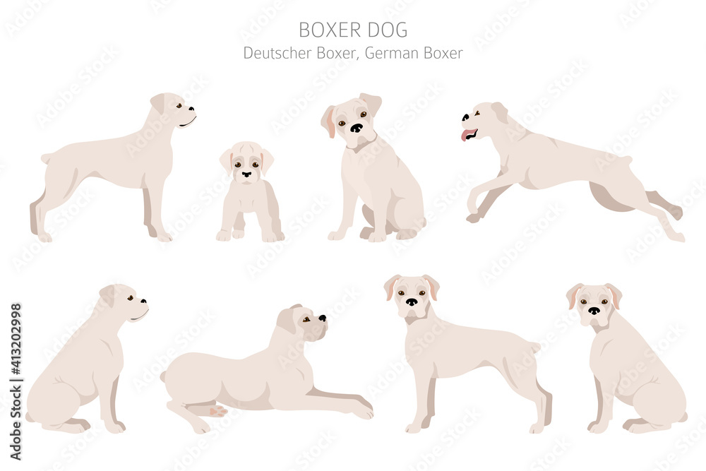 Boxer dog clipart. Different poses, coat colors set Boxer dog clipart. Different poses, coat colors set