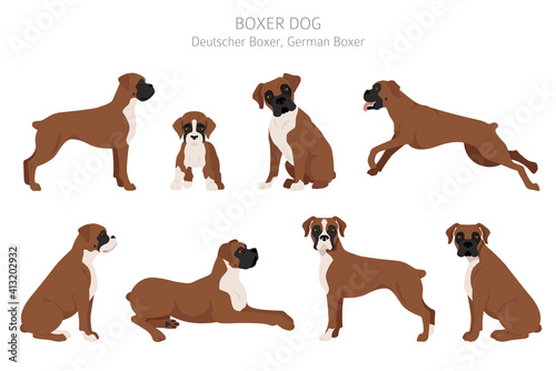 Boxer dog clipart. Different poses, coat colors set