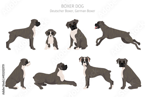 Boxer dog clipart. Different poses, coat colors set