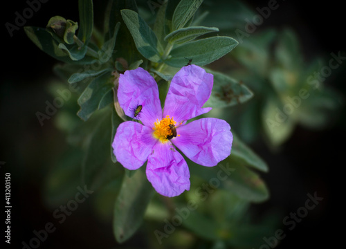 insectos habitando dentro de las flores photo