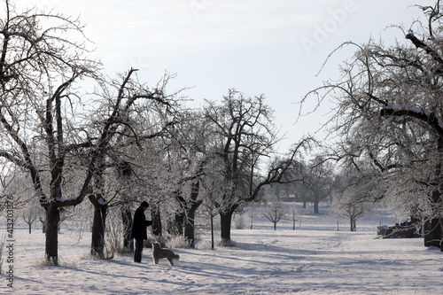 alter mann mit hund auf einer verschneiten streuobstwiese beim hundespaziergang