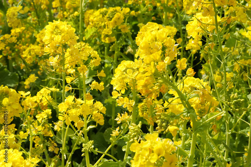 花畑 イエロー 花 春 鮮やか かわいい 春 満開 美しい 綺麗 菜の花 菜花 アブラナ