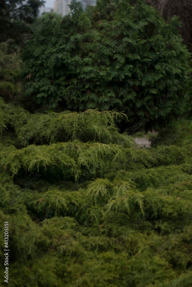 Obraz premium trees in the forest