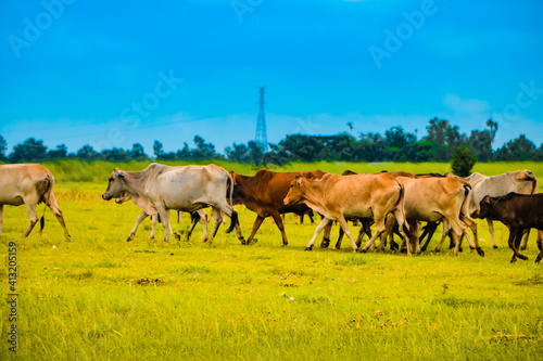 Cows on the field © Bipul