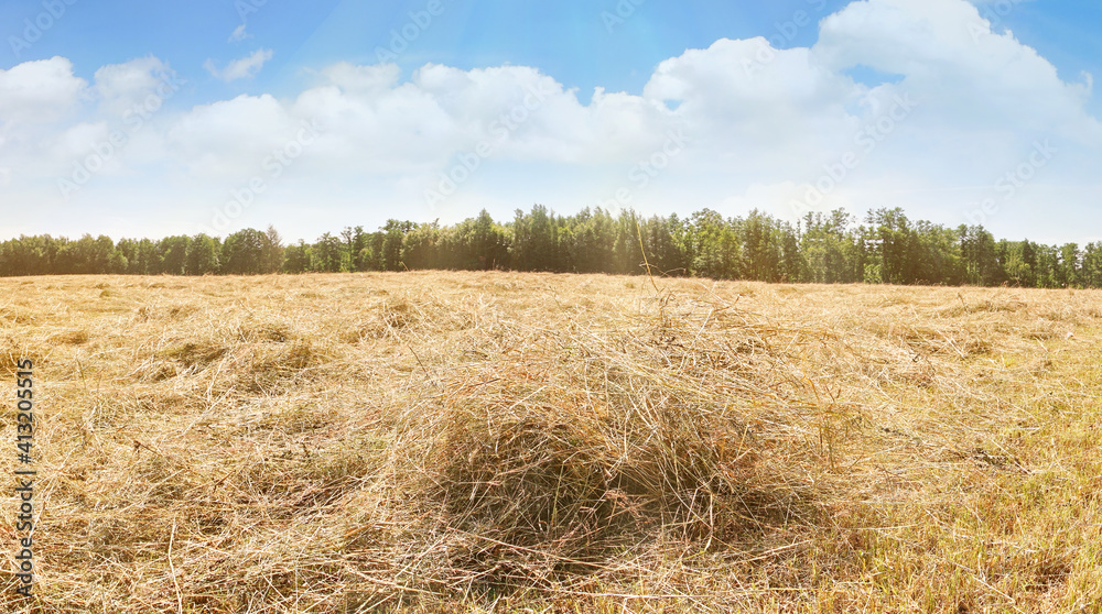 Farmland with fresh Hay in Summer - Drying Grass on the Field