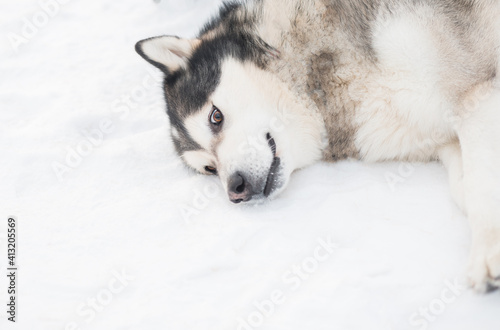 Young funny alaskan malamute dog lying in snow. winter . 