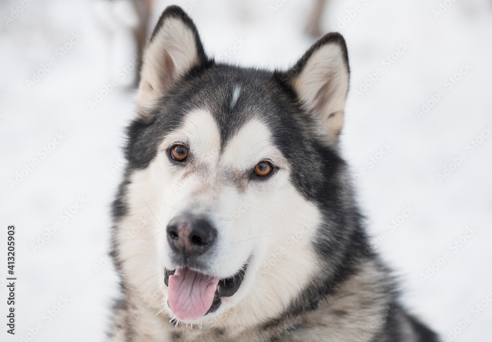 Young beautiful smiling alaskan malamute dog in snow. winter . 