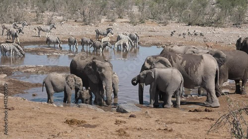 Africa. Elephants drink water from a pond in the savannah.