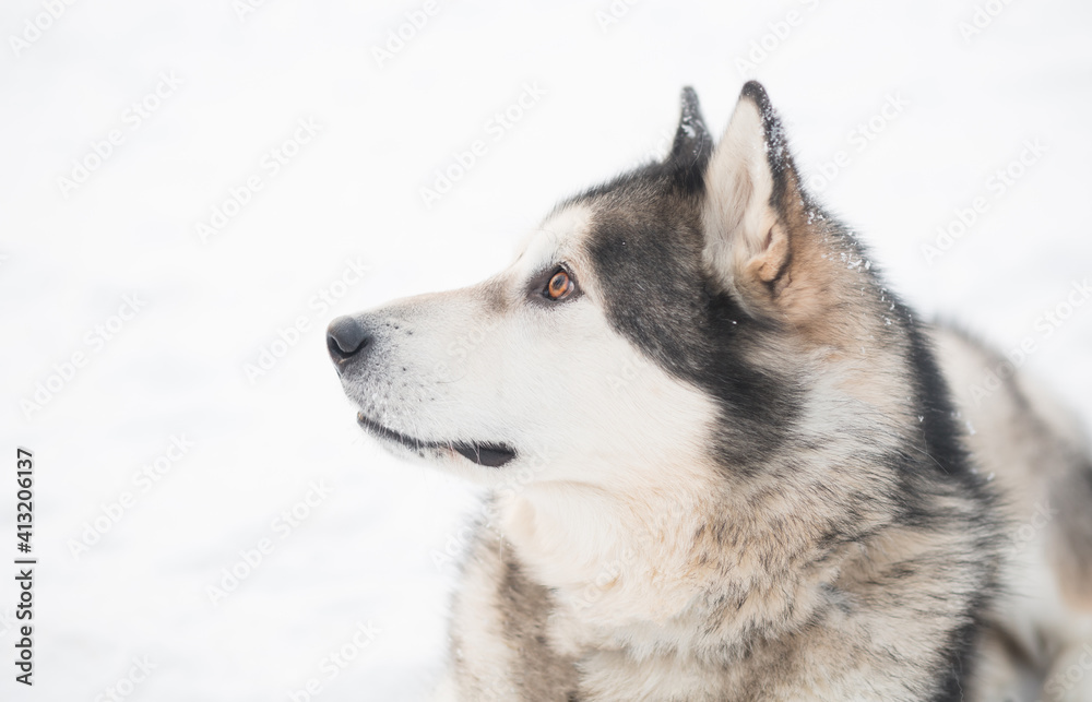 Young beautiful alaskan malamute dog with brown eyes in snow. winter . 