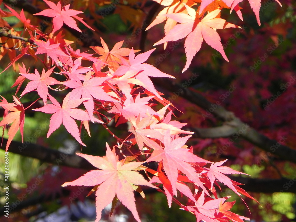 Japanese maple Japanese maple