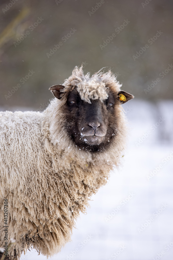 A single sheep in the show