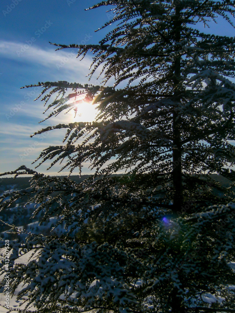 Obraz premium Snowy branches of pine tree with beautiful blue sky and clouds in the background. Winter concept. Selective focus.