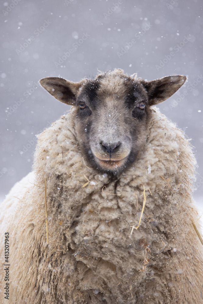 Obraz premium A single sheep in the show
