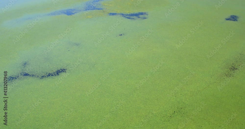 Aerial view of overgrown fishponds with water chestnut, Crna Mlaka Aerial view of overgrown fishponds with water chestnut, Crna Mlaka