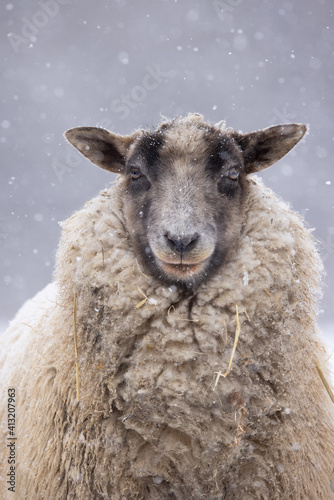 A single sheep in the show