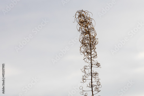 Brown dry blooming Sally is in winter day on the gray blurred background photo