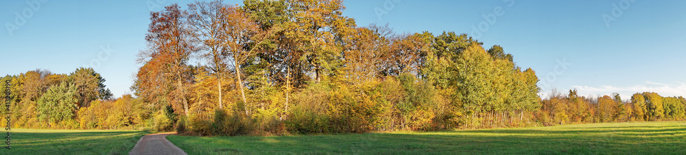 Weide im Herbst am Waldrand - Wiese mit Bäume Panorama