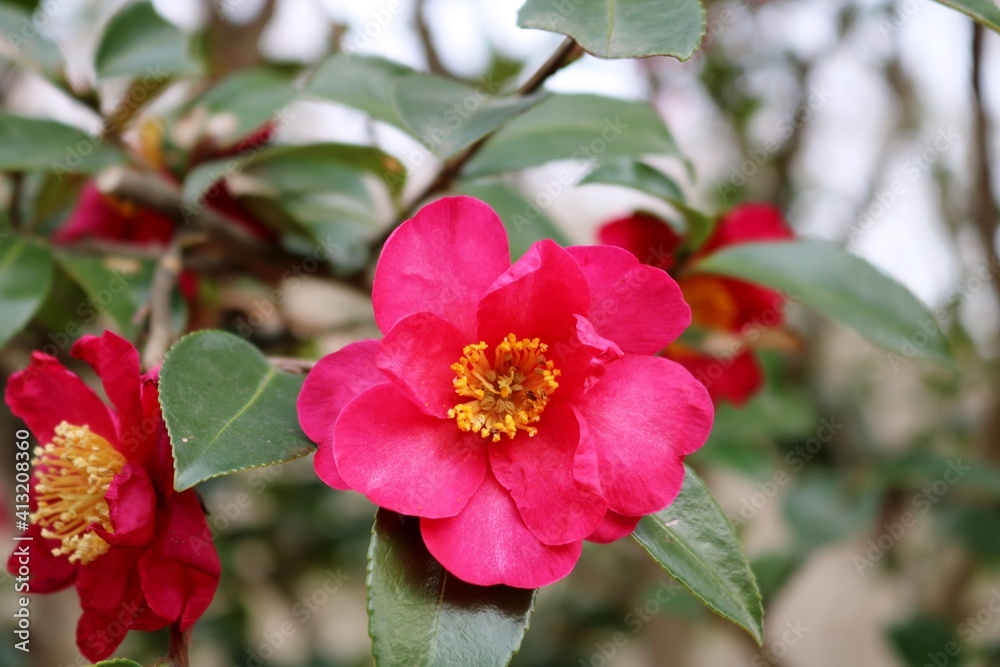 Obraz premium 寒椿 花 初春 風景