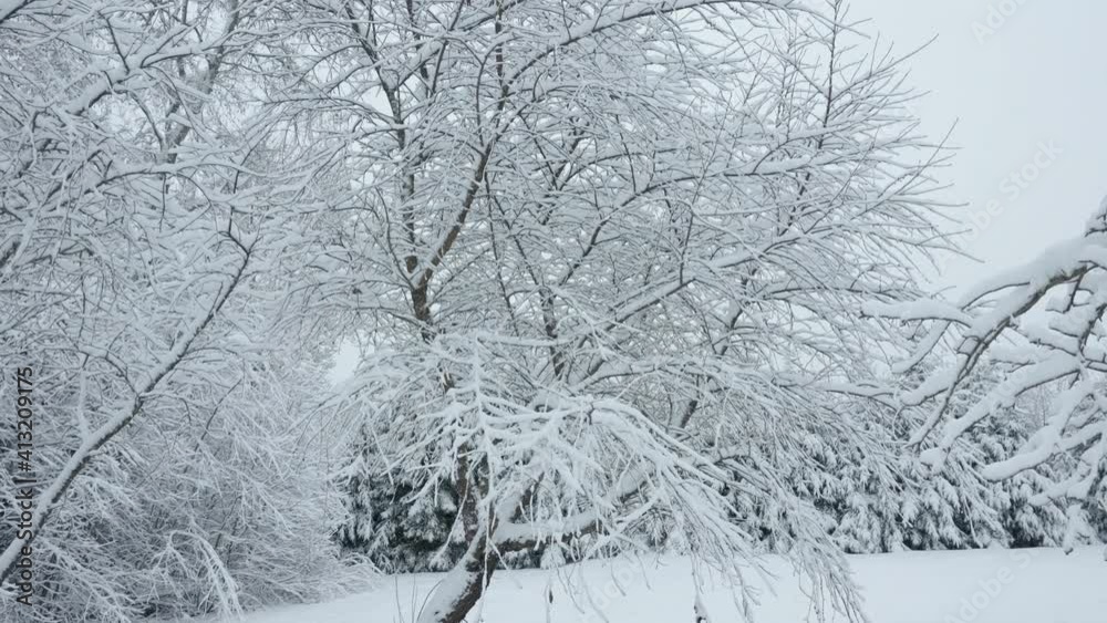 A huge tree with no more leaves covered with snow and the snowfall covering the ground A huge tree with no more leaves covered with snow and the snowfall covering the ground