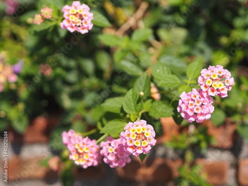 pink flower Lantana camara, Verbenaceae blooming in garden on blurred of nature background photo